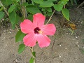 Okinawa Kohamajima Flower